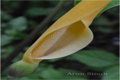 Colocasia esculenta